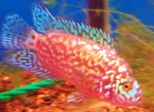 Jack Dempsey - Electric Pink - 1-2 inch